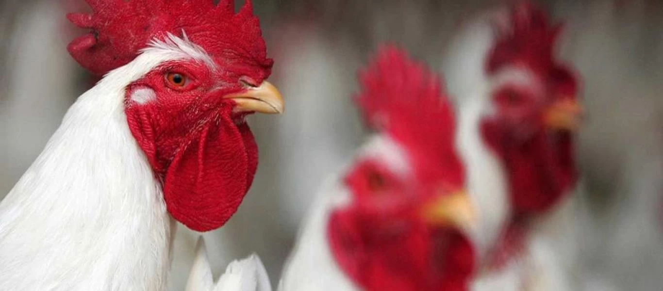 Τρομακτική αλλαγή: Πως άλλαξαν τα κοτόπουλα ανά τα χρόνια - Έχουν γίνει τριπλάσια (φώτο)